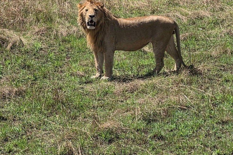 Nairobi: 3-Day epic trip to Maasai Mara Reserve with meals 3 days, 2 nights private safari to Mara in a tourist VAN