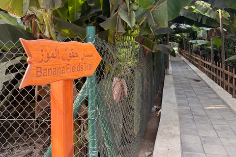 Salalah Highlights Tour: Heritage Sites, Markets &amp; Beach