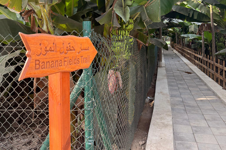 Salalah Highlights Tour: Heritage Sites, Markets &amp; Beach