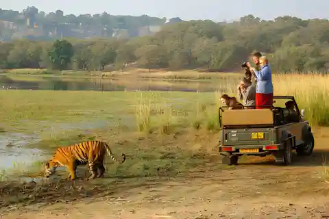 De Jaipur: 2 dias de passeio de carro pelo Ranthambore Tiger Safari