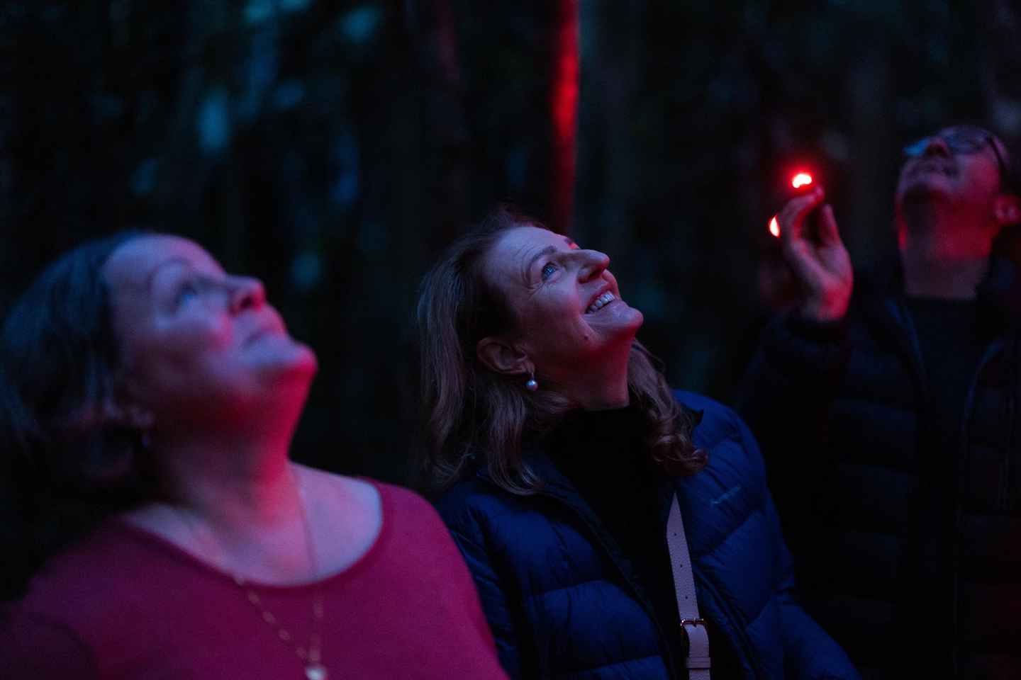 Gold Coast: Evening Rainforest and Glow Worm Experience - Gold Coast: Evening Rainforest and Glow Worm Experience