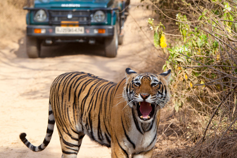 From Delhi: Ranthambore National Park Tour with Tiger Safari