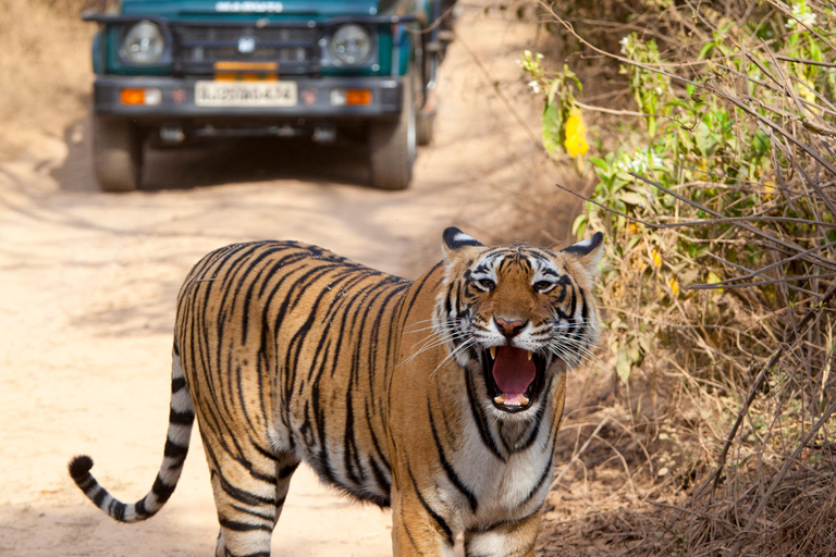 From Delhi: Ranthambore National Park Tour with Tiger Safari