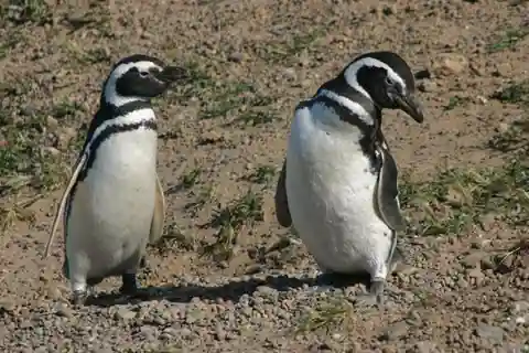 Cruise Excursie Pta Tombo (pinguïns) Lunchpakket inbegrepen.