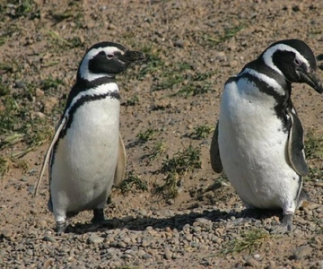 Cruise Shore Excursion Pta Tombo (penguins)