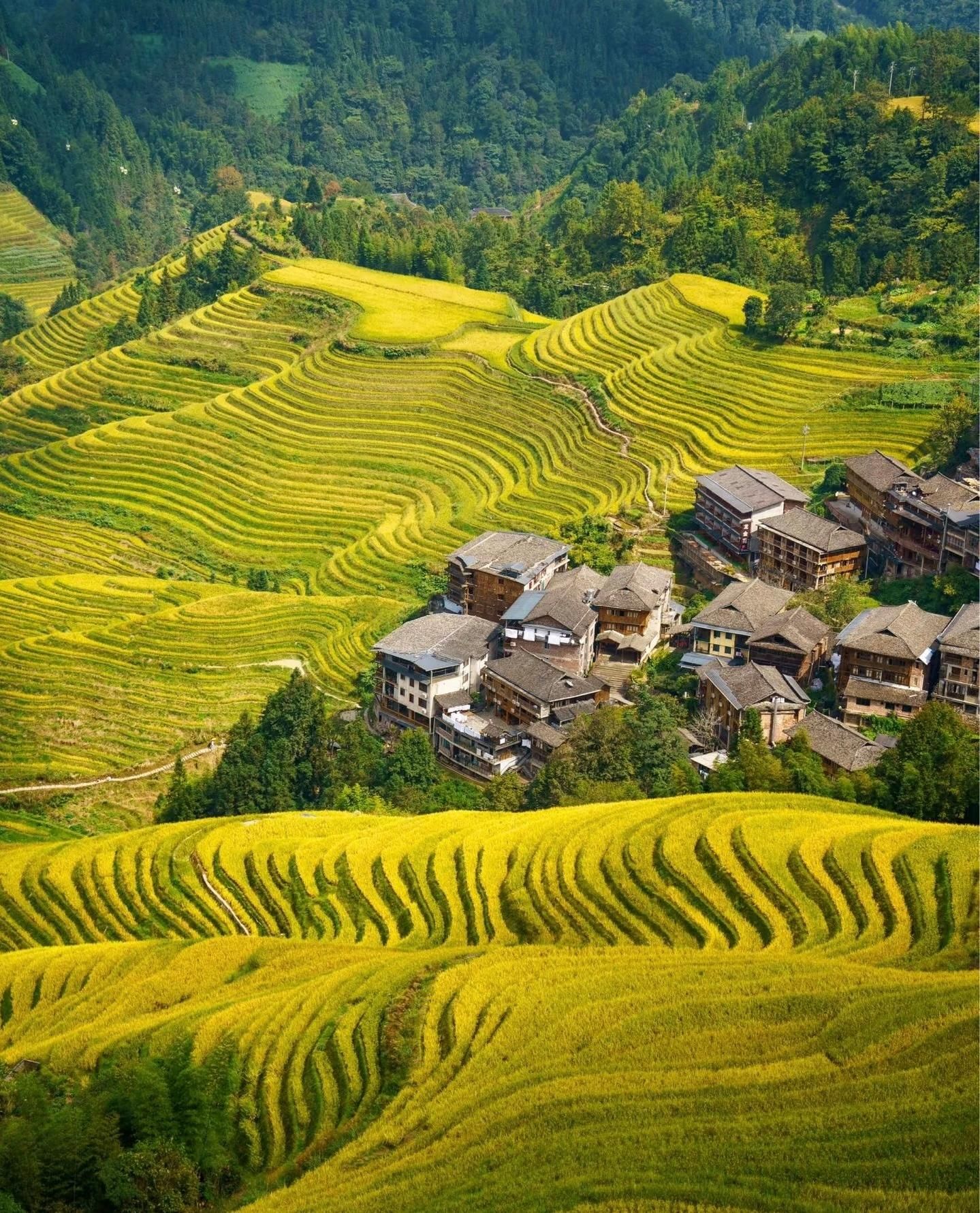 Guilin Longji: Reisterrasse mit Öltee-Demo & Zhuang-Mittagessen