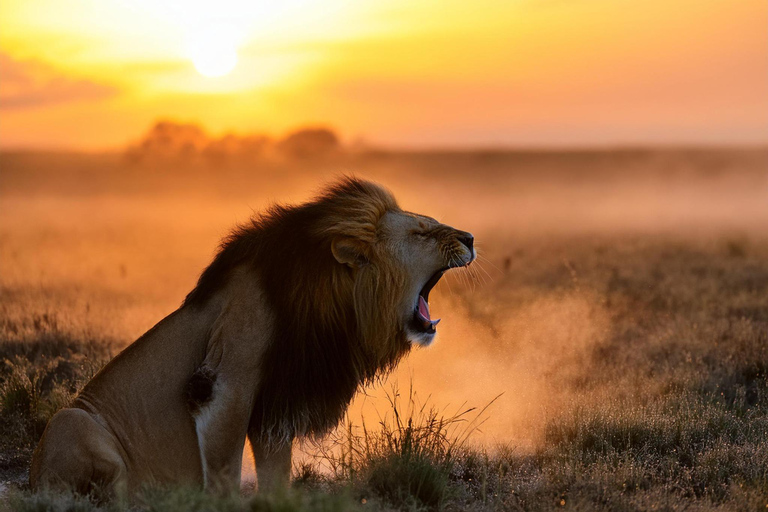 7-dagars safari i Kenya och Tanzania