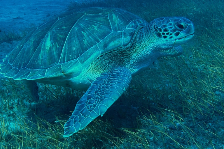 Skuterowa wycieczka snorcel w okolicy żółwia