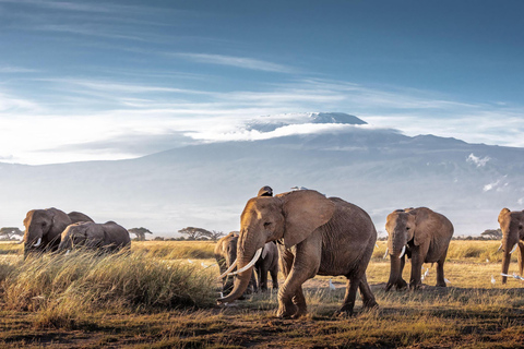 9 DAGARS SAFARI I KENYAS VILDA DJUR OCH STRANDSEMESTER I MOMBASA