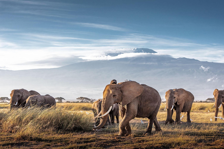 9 DAGARS SAFARI I KENYAS VILDA DJUR OCH STRANDSEMESTER I MOMBASA