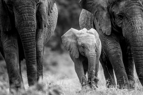 1 dia de Safari pela vida selvagem em Akagera e passeio de barco