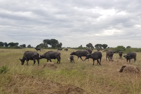 De Kampala: Safari de 3 dias nas Cataratas de Murchison com passeio de rinoceronte