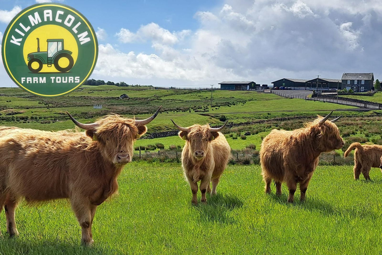 Glasgow: Highland Cow Trailer Tour with home baking