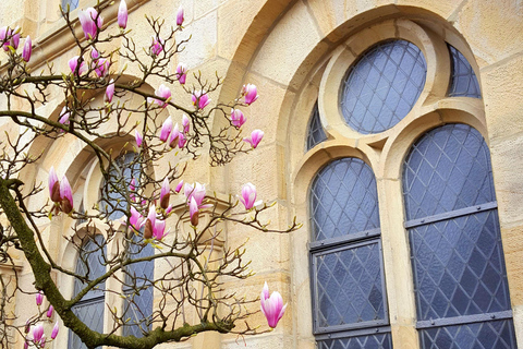 Osnabrück : Visite à pied de l&#039;hôtel de ville et de la vieille ville Activité