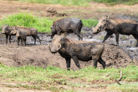 Tanzania: 5-dagars safari och kulturupplevelse oförglömlig