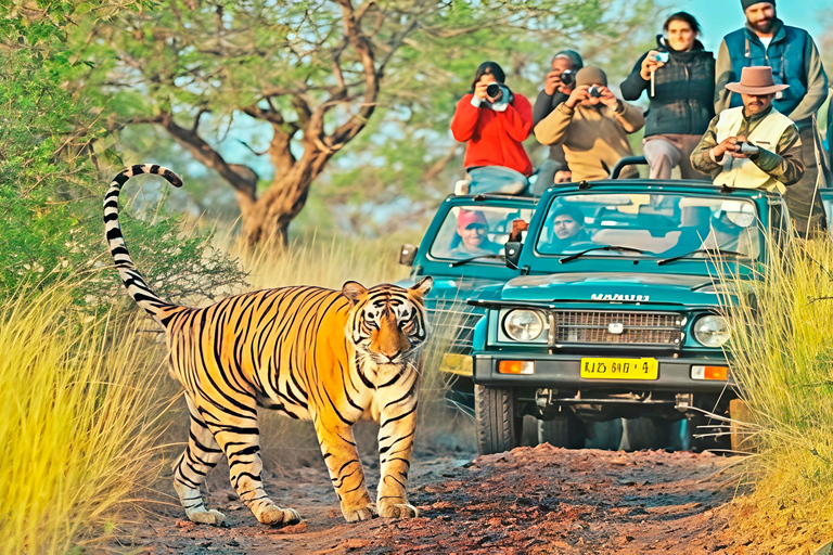 From Jaipur: Jhalana Leopard & Ranthambore Tiger Safari Tour