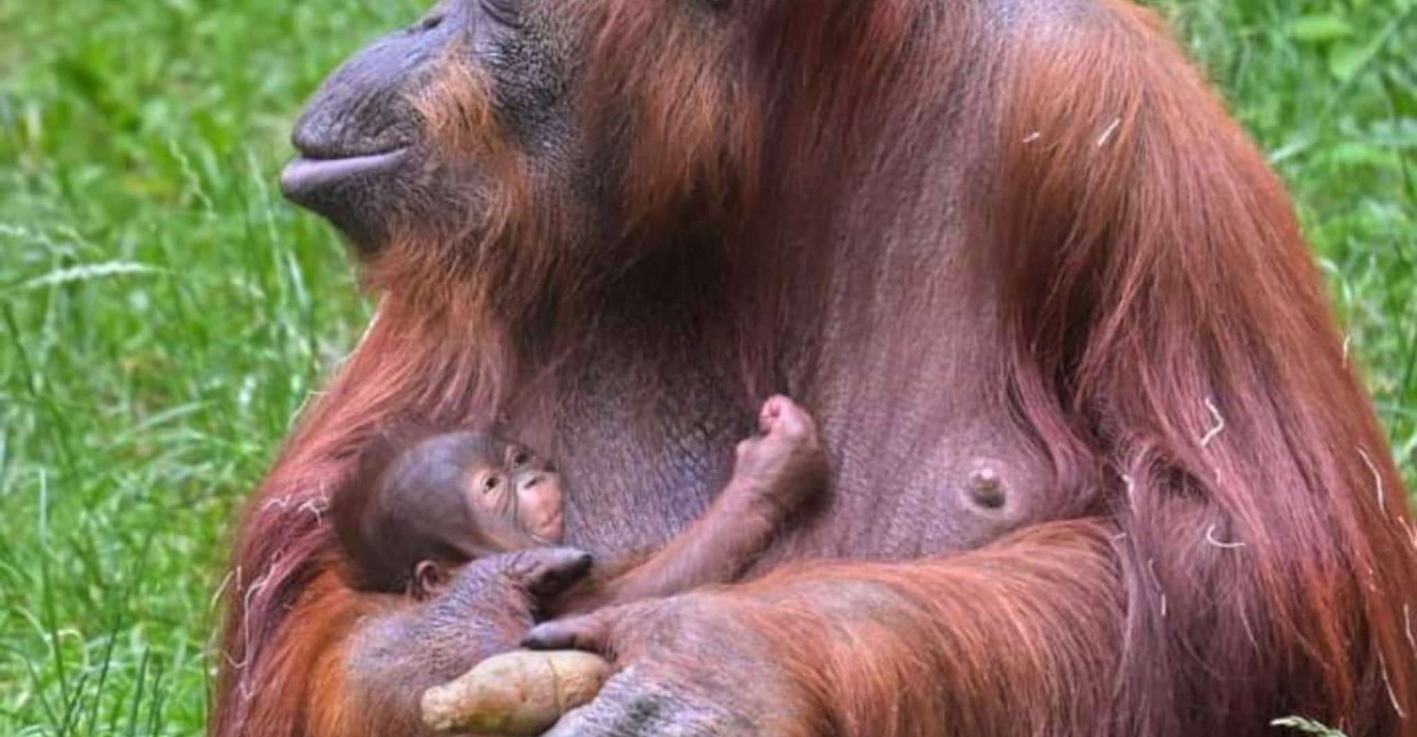 Orangutan Trip, Entdeckung der Tierwelt im Dschungel - Hizvo