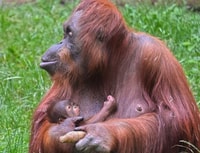 Orangutan Trip, Esplorare la fauna selvatica nella giungla - Hizvo