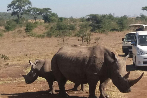 Nairobi National Park Half-Day Game Drive