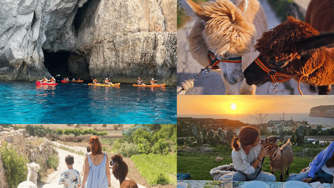Gozo: Dia de diversão: Passeio de caiaque + Caminhada com alpacas e piquenique ao pôr do sol