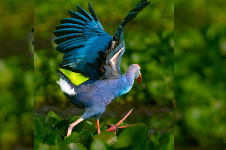 From Galle/Mirissa: Kalametiya Bird Sanctuary Boat Safari Hambantota: Kalametiya Bird Sanctuary Boat Safari-Private