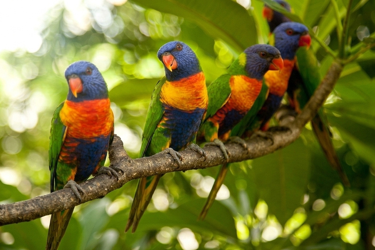 From Brisbane: Private Gold Coast Tour with Meal and Skywalk