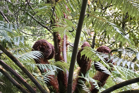 Piha e Karekare - Tour privato fuori AucklandTour privato guidato in lingua tedesca