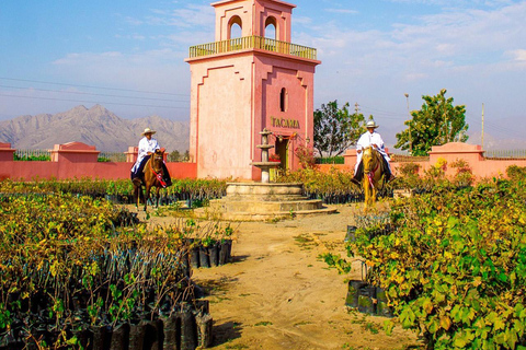 Private Excursion to Huacachina and Hacienda Tacama from Lima