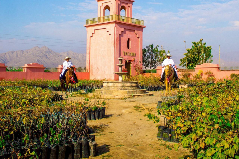Private Excursion to Huacachina and Hacienda Tacama from Lima
