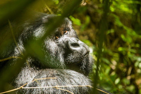 From Kampala: 6-Day Gorillas, Chimpanzees and Rwenzori Tour