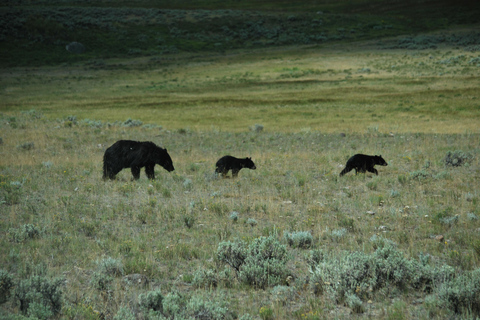 Yellowstone 2 Day Adventure - Upper and Lower Loop Tour