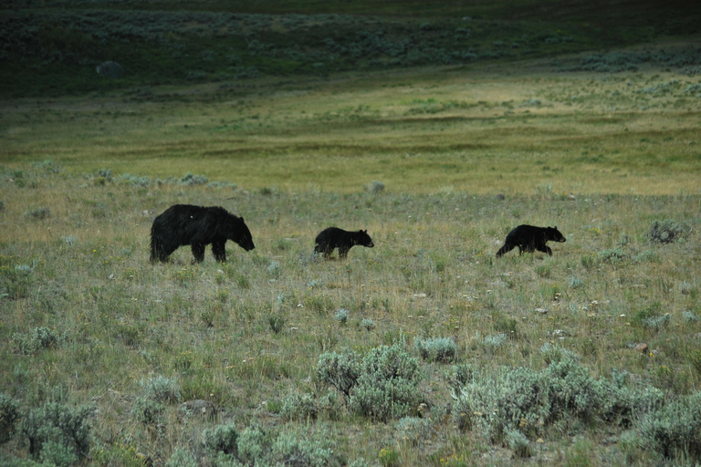 Yellowstone 2 Day Adventure - Upper and Lower Loop Tour