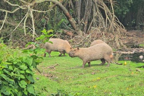 Capybaras & alligators: Discovering Secrets of Rio's Lagoons