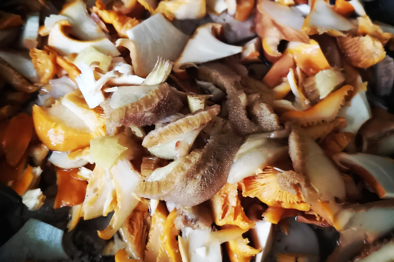 Pilzsammeln in den Wäldern bei Riga