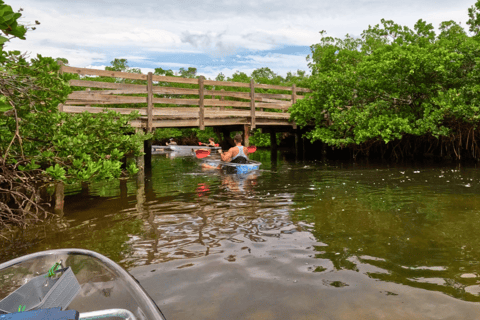 Sarasota: Clear Kayak Beach Hopping and Mangrove Tunnel Tour