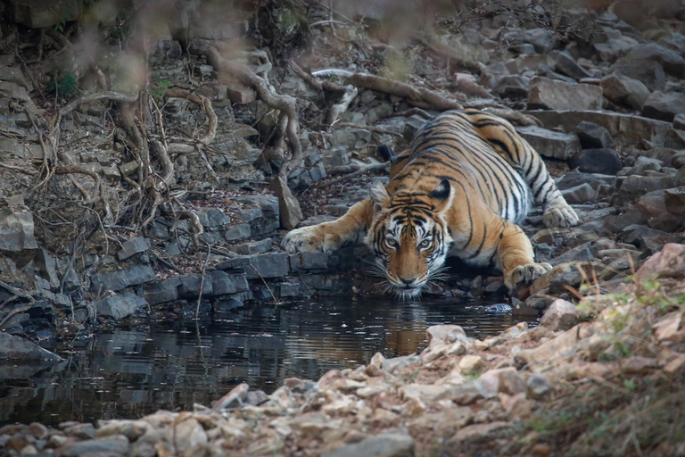 Jaipur: Ranthambhore Tiger Safari Day Trip