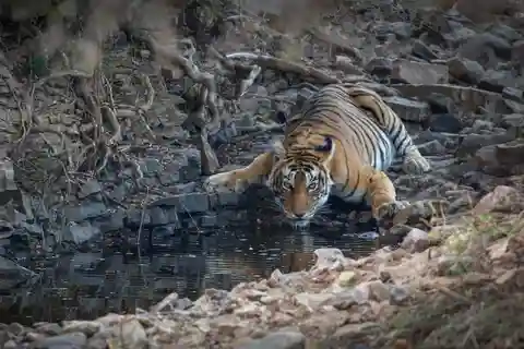Jaipur: Viagem de 1 dia ao Safari do Tigre de Ranthambhore