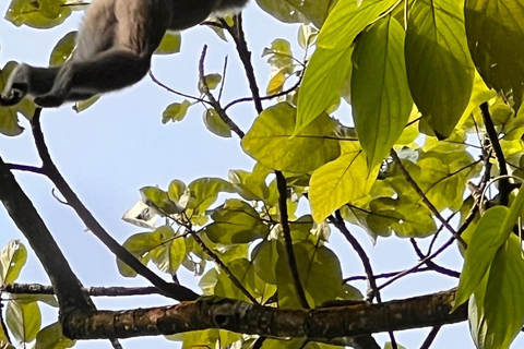 From Jakarta: 2-Day Bogor: Java Gibbon and Sunrise Tour