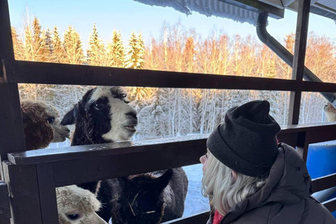 Helsinki: Alpaca Farm Tour with Guided Walk