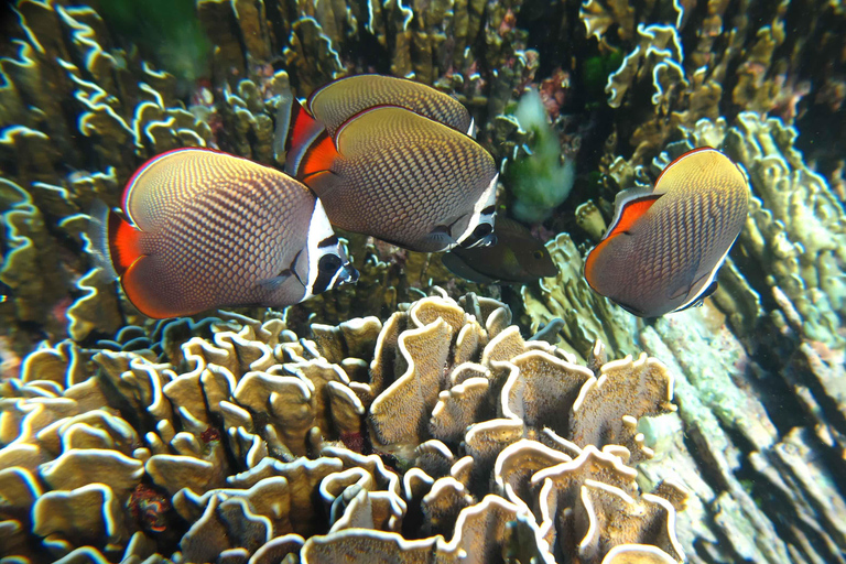 Phuket: Excursión a las Islas Similan en Catamarán Premium Speed