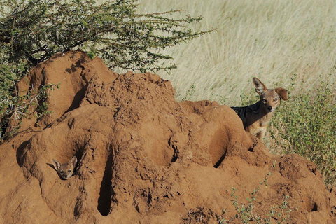 3 Days, 2 nights safari to Samburu National Reserve 3 Days private safari in a 4x4 Landcruiser jeep