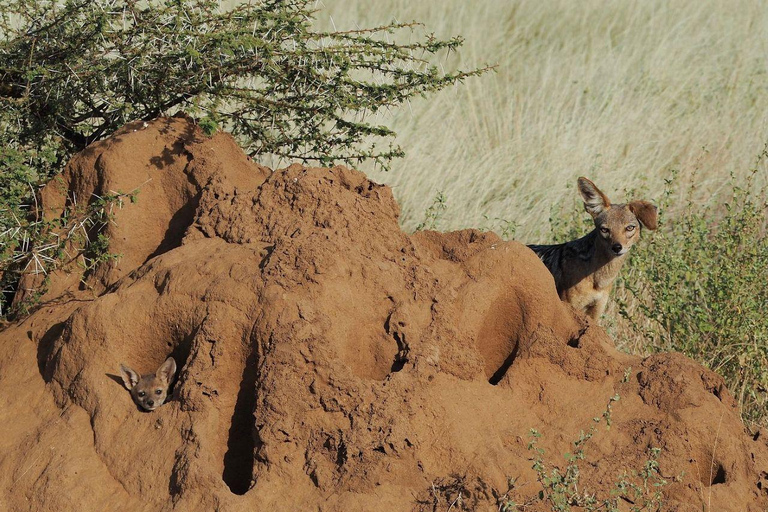 3 Days, 2 nights safari to Samburu National Reserve 3 Days private safari in a 4x4 Landcruiser jeep
