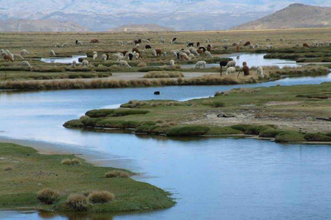 Prezzo dell&#039;offerta Escursione Laguna di Salinas e Riserva Nazionale 8H