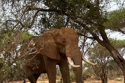 Excursion d&#039;une journée dans le parc national de Tsavo East au départ de Mombasa