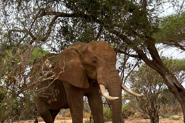 Tagestour zum Tsavo East National Park von Mombasa aus