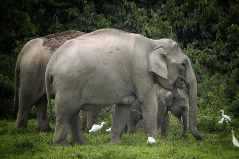 Hua Hin: Kui Buri National Park Wild Elephant Watching