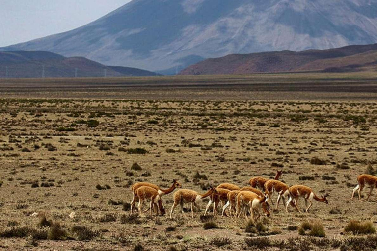 From Chivay: Route from Chivay (Colca) to the city of Puno