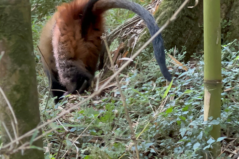 3-daagse gorillatrektocht Mgahinga Gorilla NP Oeganda via Rwanda