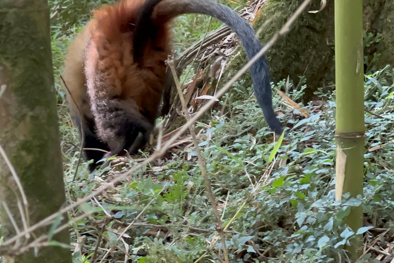 Passeio de 3 dias ao Gorila Mgahinga Gorilla NP Uganda via Ruanda