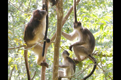 Bigodi Wetland Walk Primates & Birds near Kibale NP